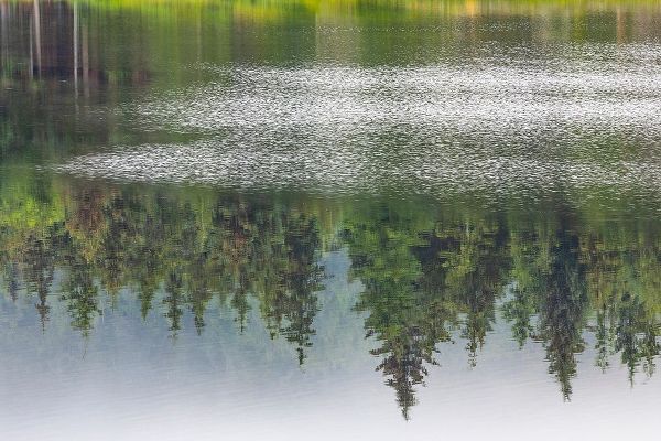 Alaska-Sitka Forest reflection in Swan Lake